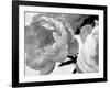 Delicate Blossom-Nicole Katano-Framed Photo