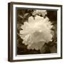 Delicate Blossom-Herb Dickinson-Framed Photographic Print