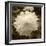 Delicate Blossom-Herb Dickinson-Framed Photographic Print