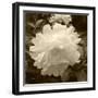 Delicate Blossom-Herb Dickinson-Framed Photographic Print