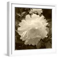 Delicate Blossom-Herb Dickinson-Framed Photographic Print