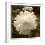 Delicate Blossom-Herb Dickinson-Framed Photographic Print