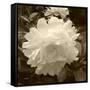 Delicate Blossom-Herb Dickinson-Framed Stretched Canvas