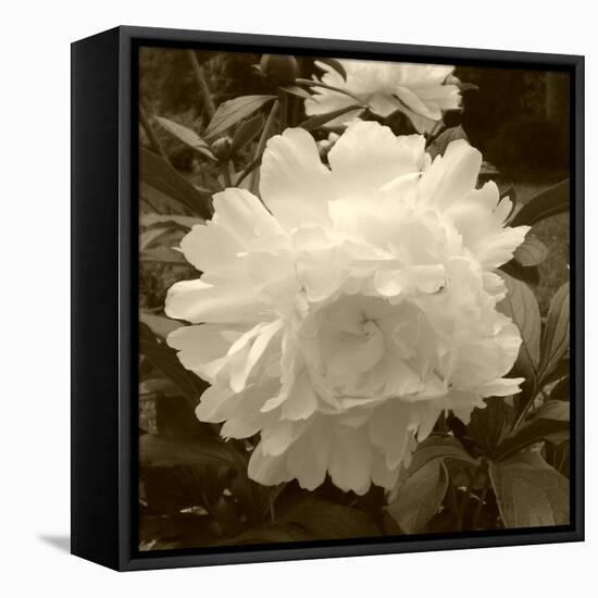 Delicate Blossom-Herb Dickinson-Framed Stretched Canvas