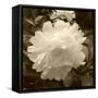 Delicate Blossom-Herb Dickinson-Framed Stretched Canvas