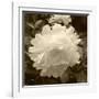 Delicate Blossom-Herb Dickinson-Framed Photographic Print