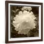 Delicate Blossom-Herb Dickinson-Framed Photographic Print