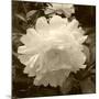 Delicate Blossom-Herb Dickinson-Mounted Photographic Print