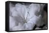 Delicate Blossoms I-Rita Crane-Framed Stretched Canvas