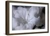 Delicate Blossoms I-Rita Crane-Framed Art Print