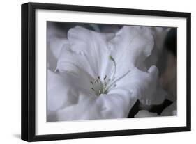 Delicate Blossoms I-Rita Crane-Framed Art Print