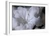 Delicate Blossoms I-Rita Crane-Framed Art Print
