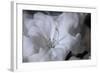 Delicate Blossoms I-Rita Crane-Framed Art Print