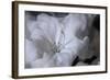 Delicate Blossoms I-Rita Crane-Framed Art Print