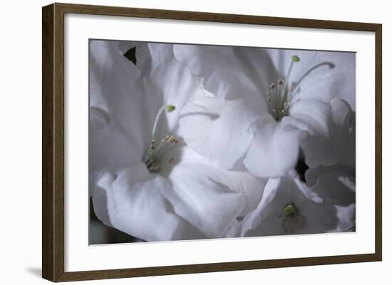 Delicate Blossoms II-Rita Crane-Framed Art Print