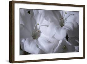 Delicate Blossoms II-Rita Crane-Framed Art Print
