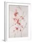 Delicate Blossoms II-Rikki Drotar-Framed Giclee Print