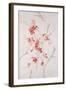 Delicate Blossoms II-Rikki Drotar-Framed Giclee Print