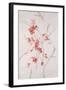 Delicate Blossoms II-Rikki Drotar-Framed Giclee Print