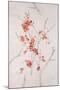 Delicate Blossoms II-Rikki Drotar-Mounted Giclee Print