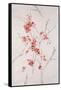 Delicate Blossoms II-Rikki Drotar-Framed Stretched Canvas