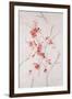 Delicate Blossoms II-Rikki Drotar-Framed Giclee Print