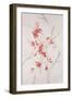 Delicate Blossoms II-Rikki Drotar-Framed Giclee Print