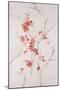 Delicate Blossoms II-Rikki Drotar-Mounted Giclee Print