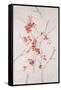 Delicate Blossoms II-Rikki Drotar-Framed Stretched Canvas