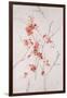 Delicate Blossoms II-Rikki Drotar-Framed Giclee Print