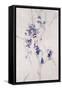 Delicate Blossoms III-Rikki Drotar-Framed Stretched Canvas