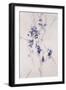 Delicate Blossoms III-Rikki Drotar-Framed Giclee Print