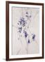 Delicate Blossoms III-Rikki Drotar-Framed Giclee Print