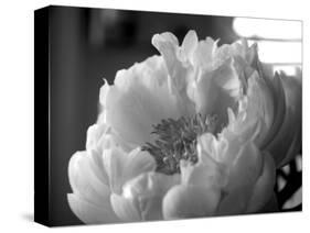 Delicate Blossoms IV-Nicole Katano-Stretched Canvas
