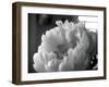 Delicate Blossoms IV-Nicole Katano-Framed Photo