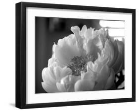 Delicate Blossoms IV-Nicole Katano-Framed Photo