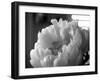 Delicate Blossoms IV-Nicole Katano-Framed Photo