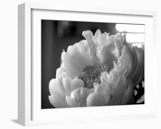 Delicate Blossoms IV-Nicole Katano-Framed Photo