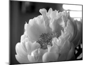 Delicate Blossoms IV-Nicole Katano-Mounted Photo