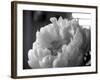 Delicate Blossoms IV-Nicole Katano-Framed Photo