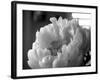 Delicate Blossoms IV-Nicole Katano-Framed Photo