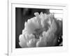 Delicate Blossoms IV-Nicole Katano-Framed Photo