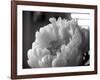 Delicate Blossoms IV-Nicole Katano-Framed Photo