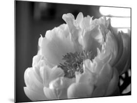 Delicate Blossoms IV-Nicole Katano-Mounted Photo