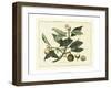 Delicate Botanical I-Samuel Curtis-Framed Art Print