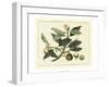 Delicate Botanical I-Samuel Curtis-Framed Art Print