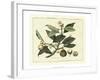 Delicate Botanical I-Samuel Curtis-Framed Art Print