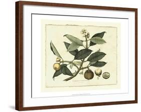 Delicate Botanical I-Samuel Curtis-Framed Art Print