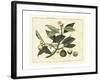 Delicate Botanical I-Samuel Curtis-Framed Art Print