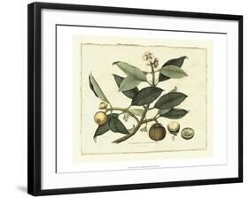 Delicate Botanical I-Samuel Curtis-Framed Art Print